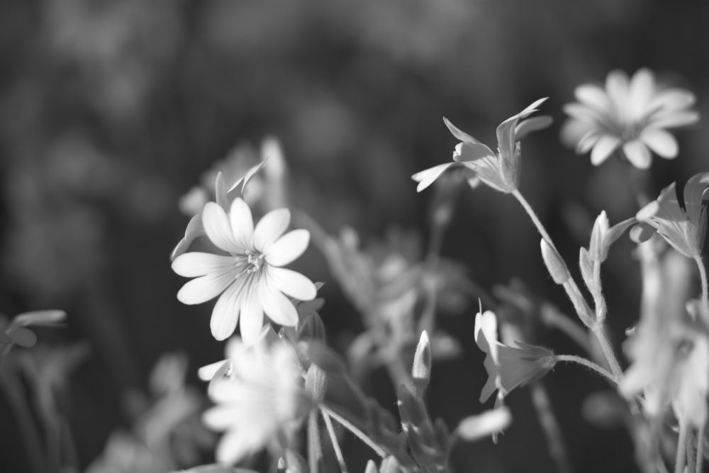 Фотография автора Медведев Сергей