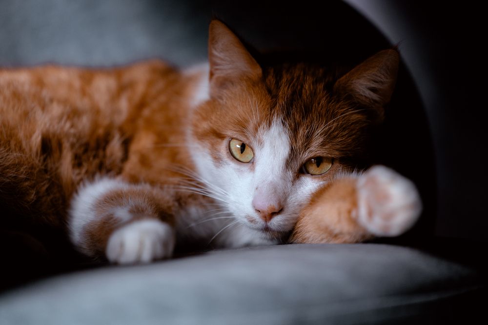 Photograph by Natalia van Houts