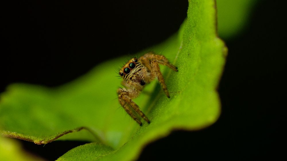Photograph by Faisal Fasaludeen