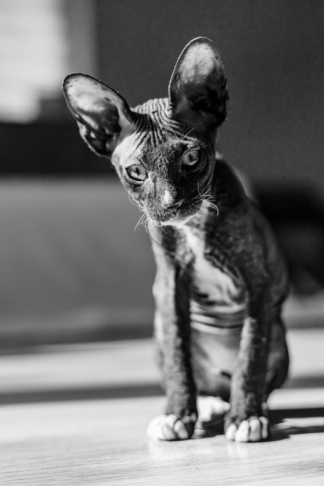 Фотография автора Denis Kotrenko