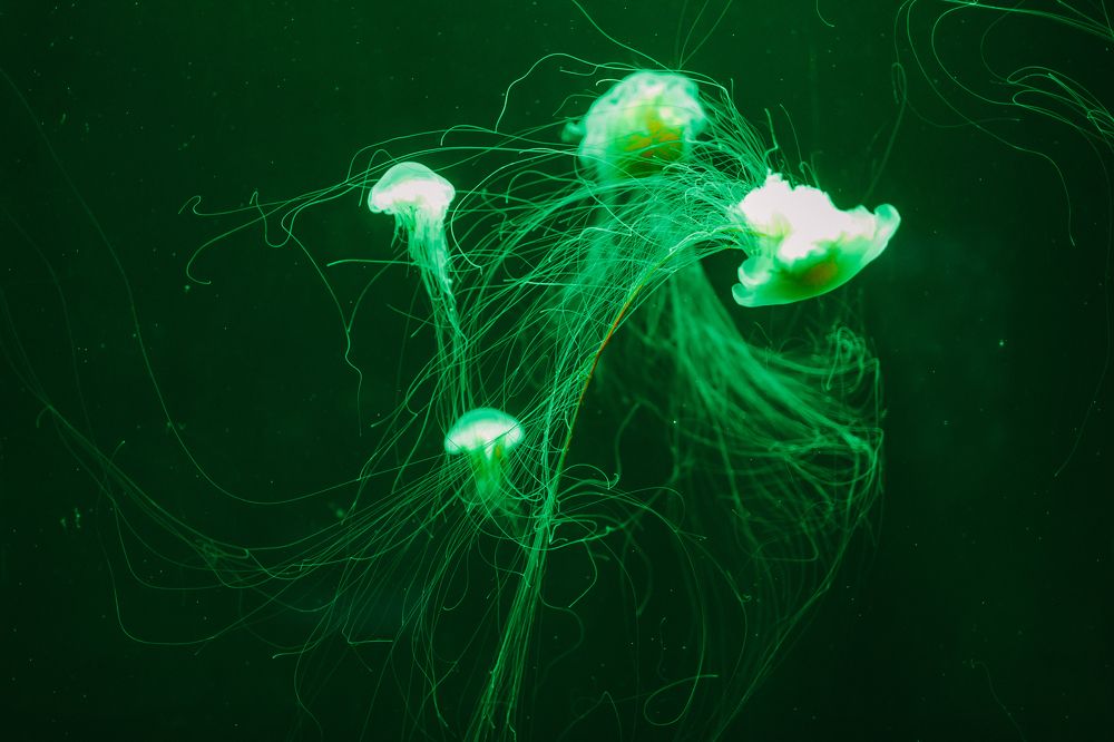 Photograph by Сергей Зеленский