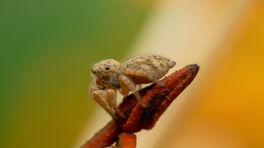 Photograph by Faisal Fasaludeen