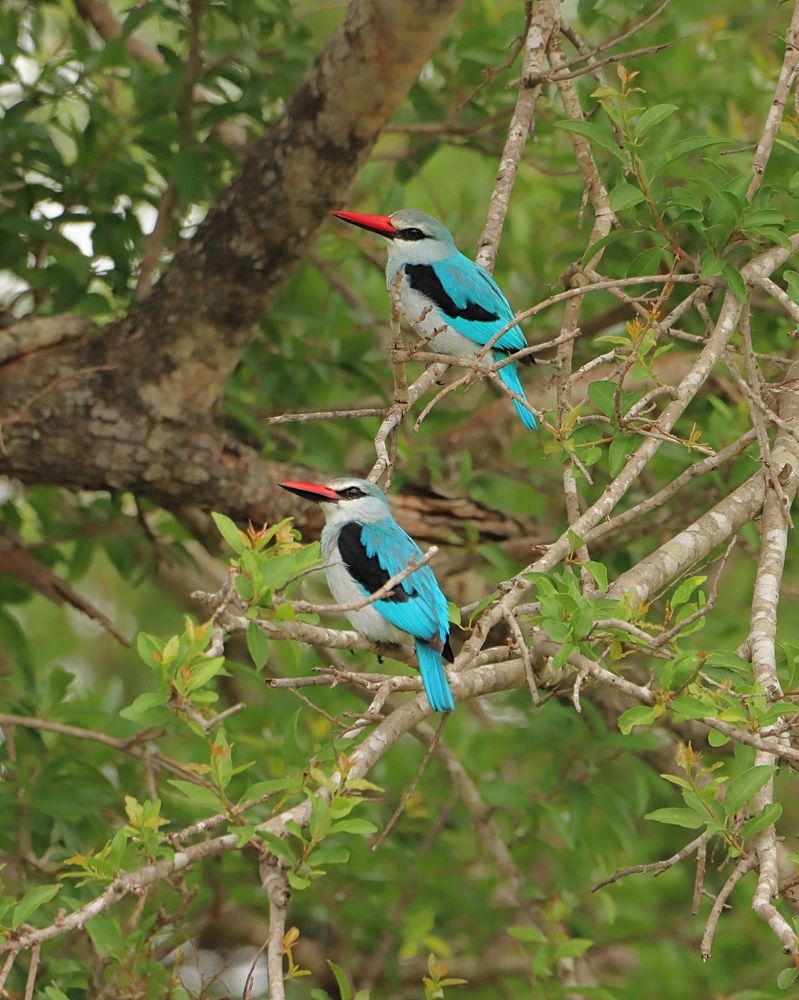 Photograph by Jacques Nel