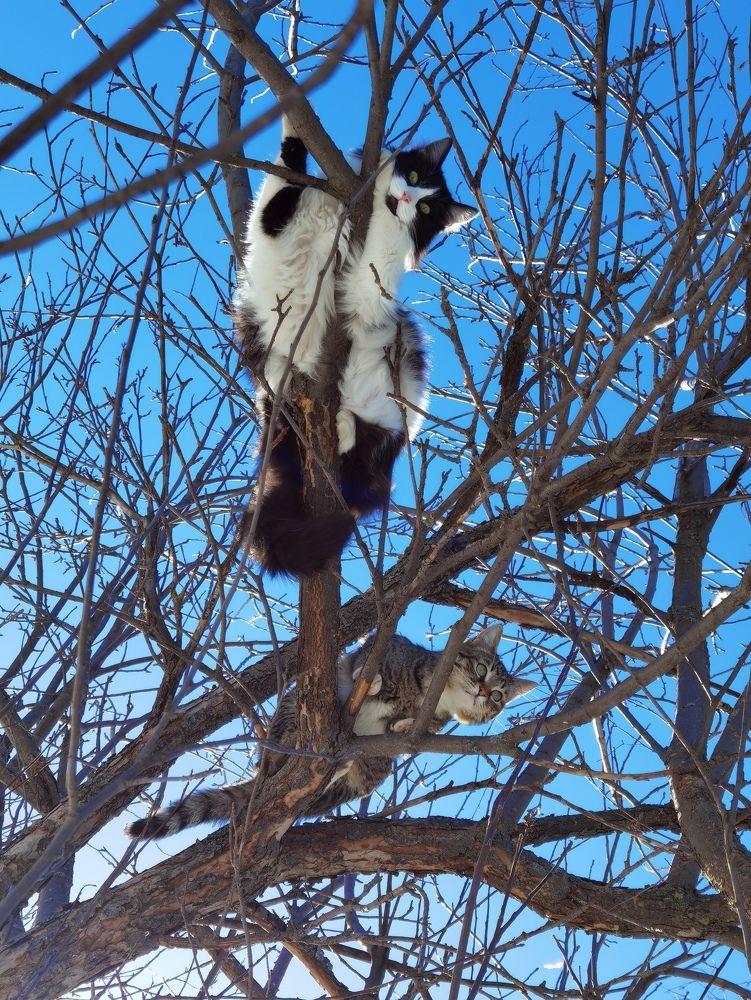 Коты прилетели.