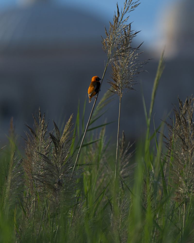 Red bishop bird