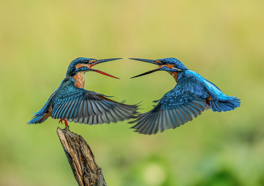 Photograph by Ravindu Attanayake