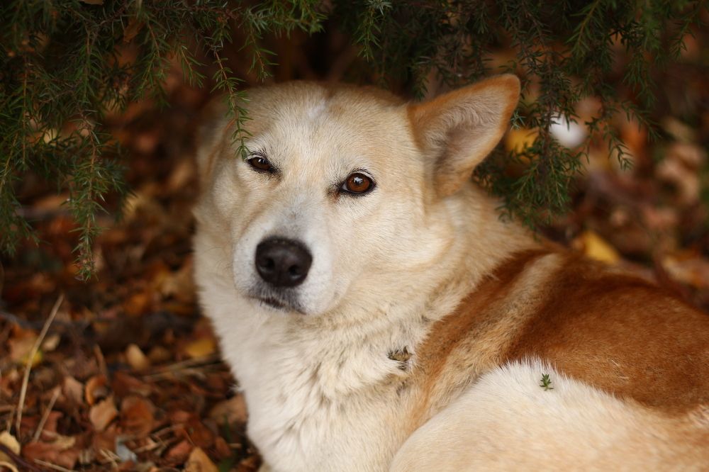 Осмысленный взгляд рыжей собаки