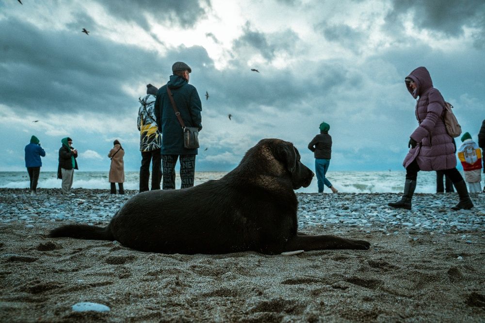 Не только люди