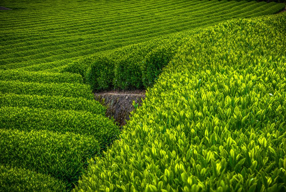 Green tea plantation Obuchi Sasaba, Japan