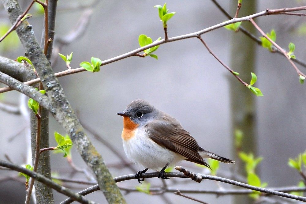 Малая мухоловка.