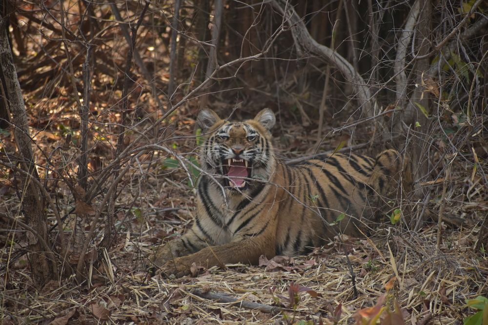 Photograph by Sheetal