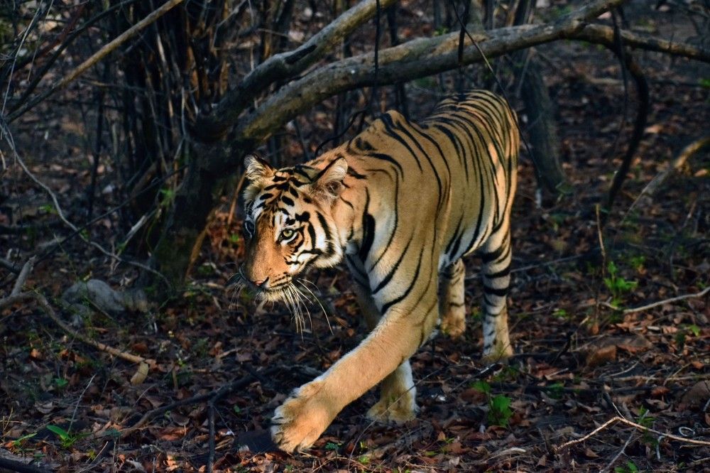 Photograph by Sheetal