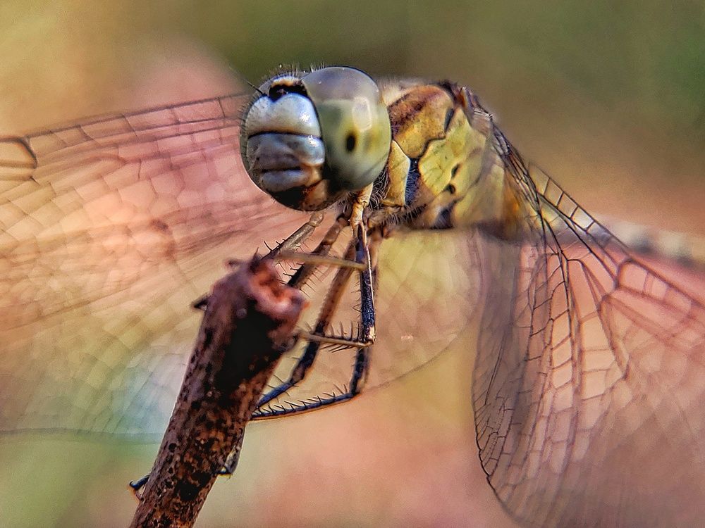 Macro of Dragon Fly