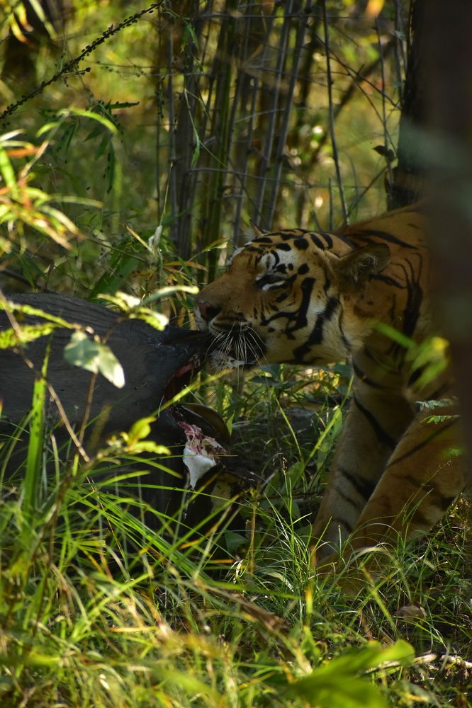 Photograph by Siddharth M(SIDDHU SP)