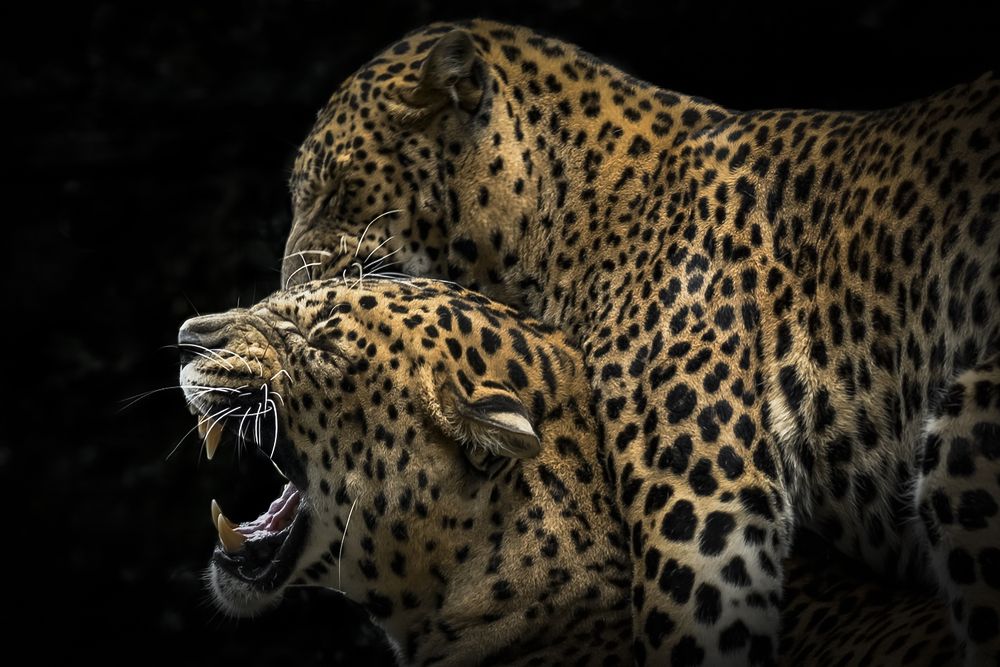 Photograph by Jesus Frias