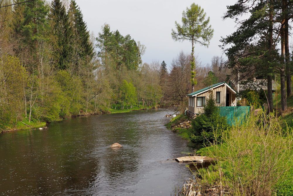 Река Оредеж У Финского (Чухонского) мостика В Новосиверской