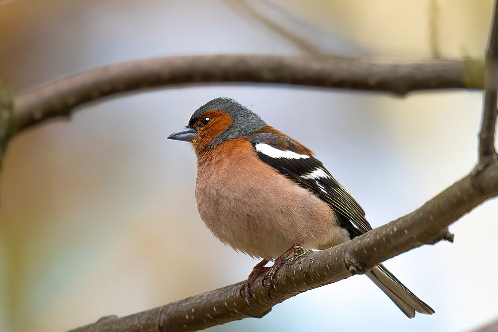 Photograph by Александр Соловьев