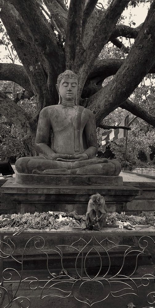 Photograph by Thilantha Abeysinghe