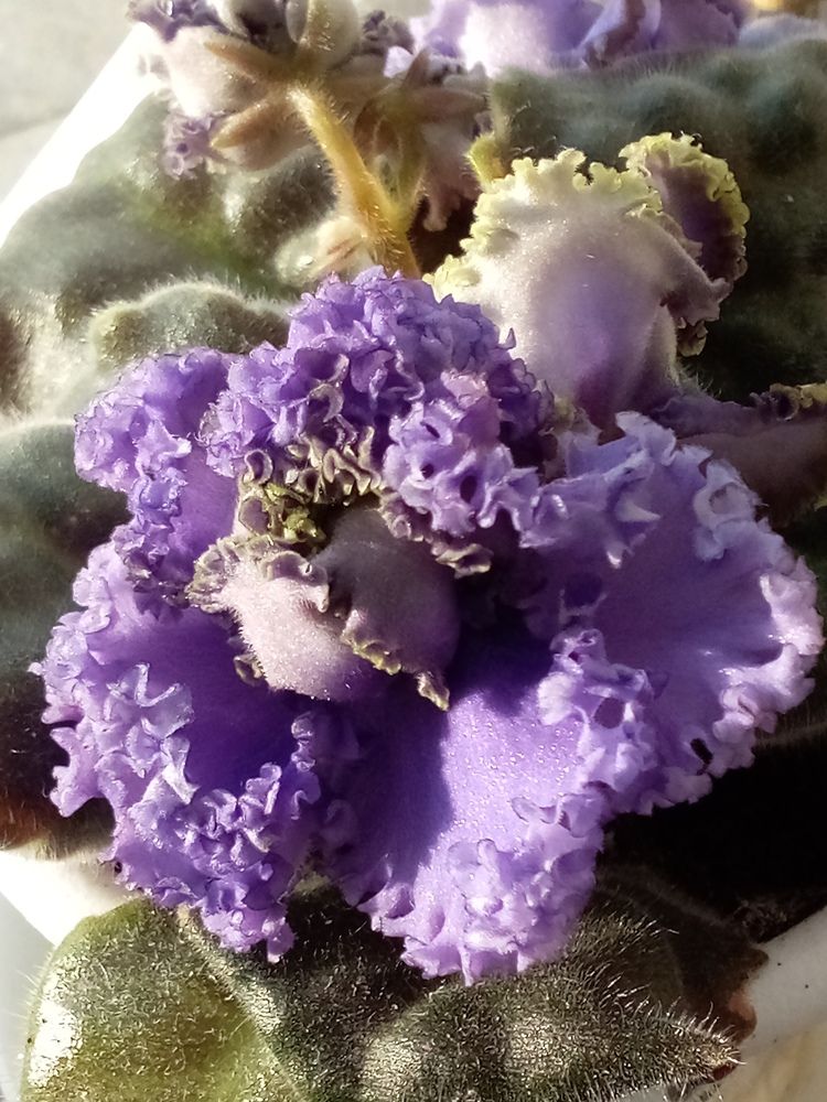 Photograph by Людмила Баглей