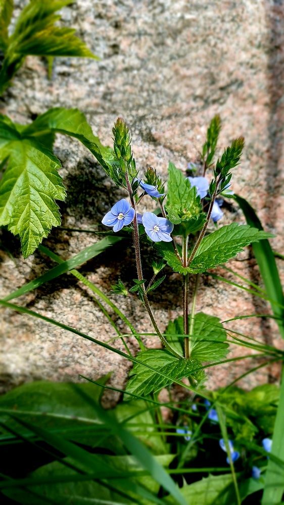 Photograph by Елена Воронова