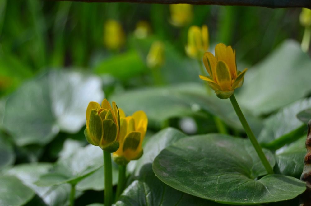 Фотография автора Антонина Клементьева