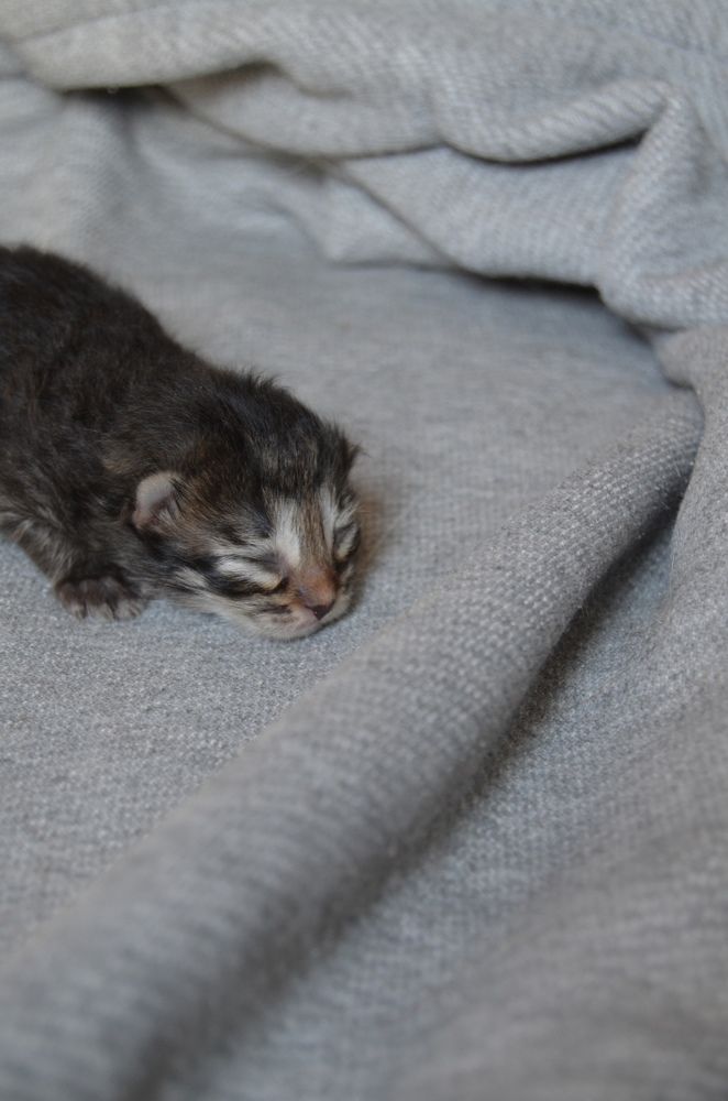 Фотография автора Антонина Клементьева