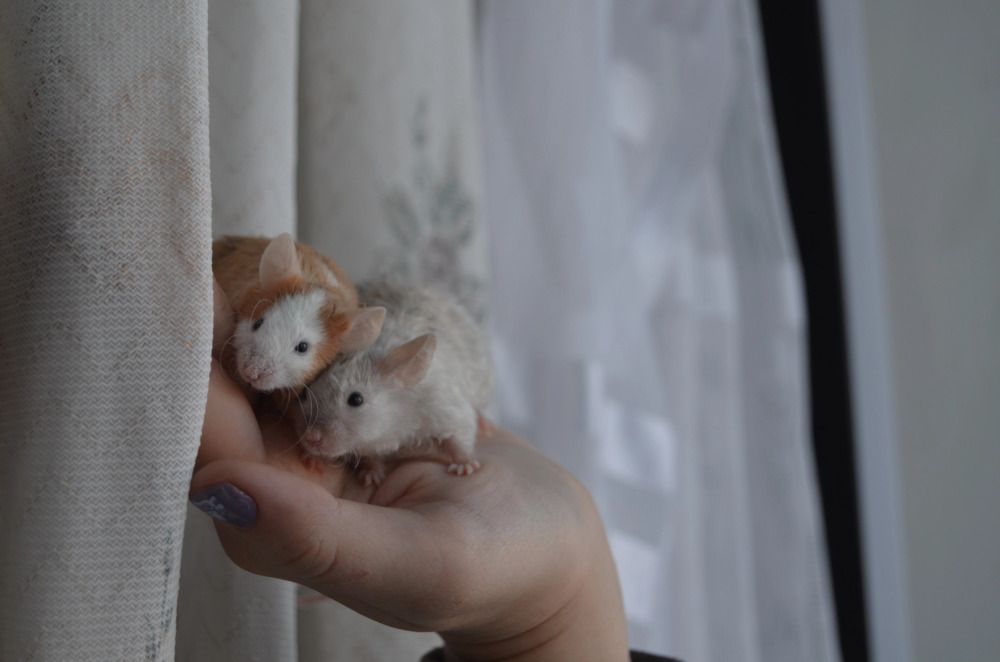 Фотография автора Антонина Клементьева