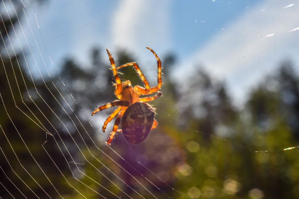 Фотография автора Сергей Чесноков