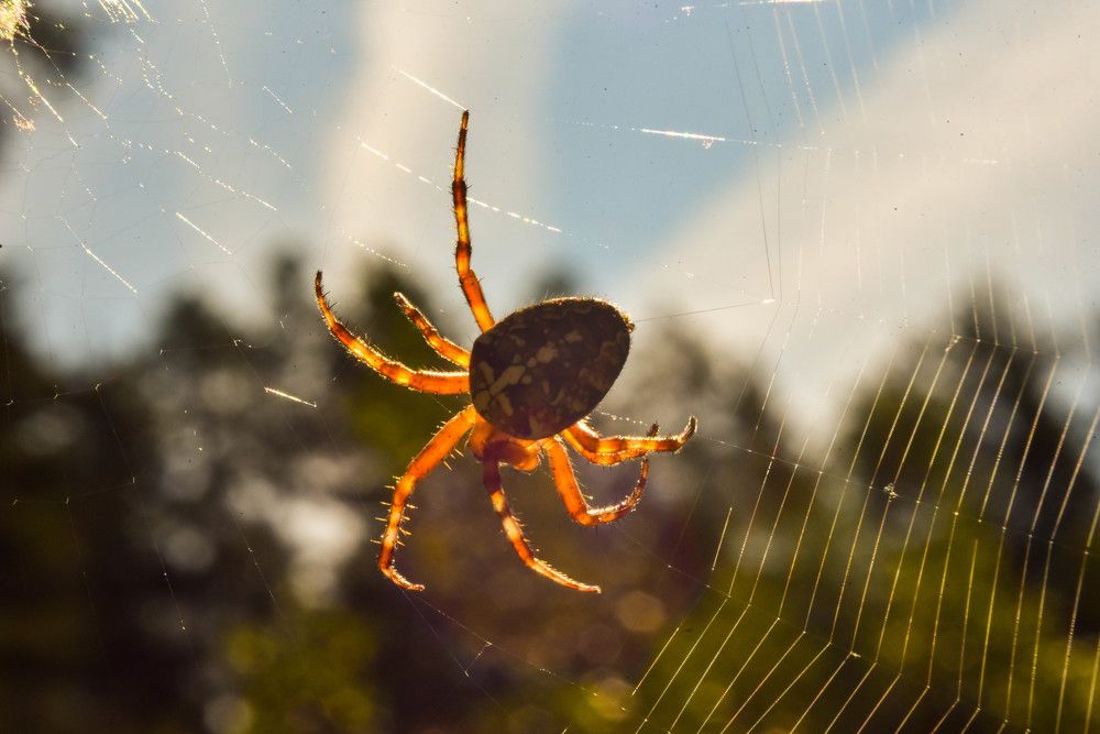 Фотография автора Сергей Чесноков