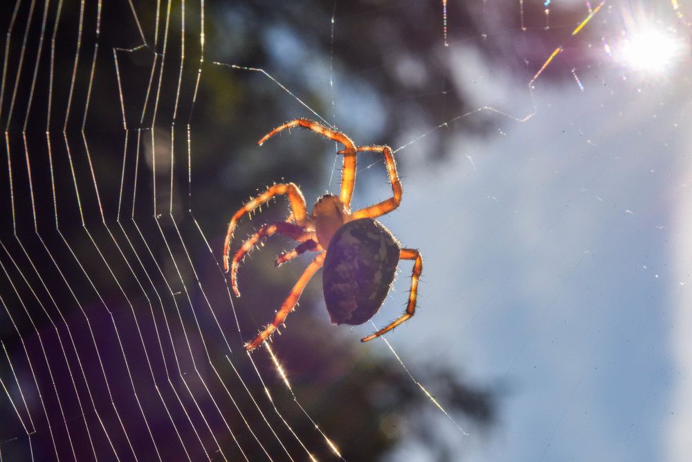 Фотография автора Сергей Чесноков