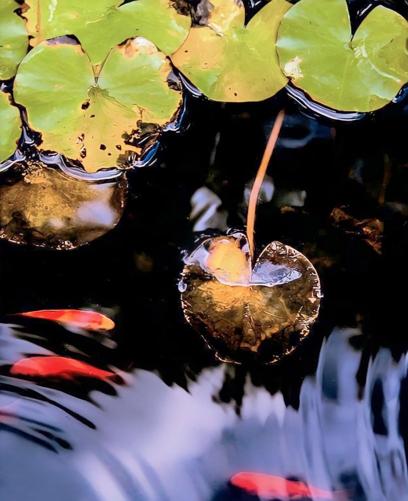 Trasparenze Biodiverses