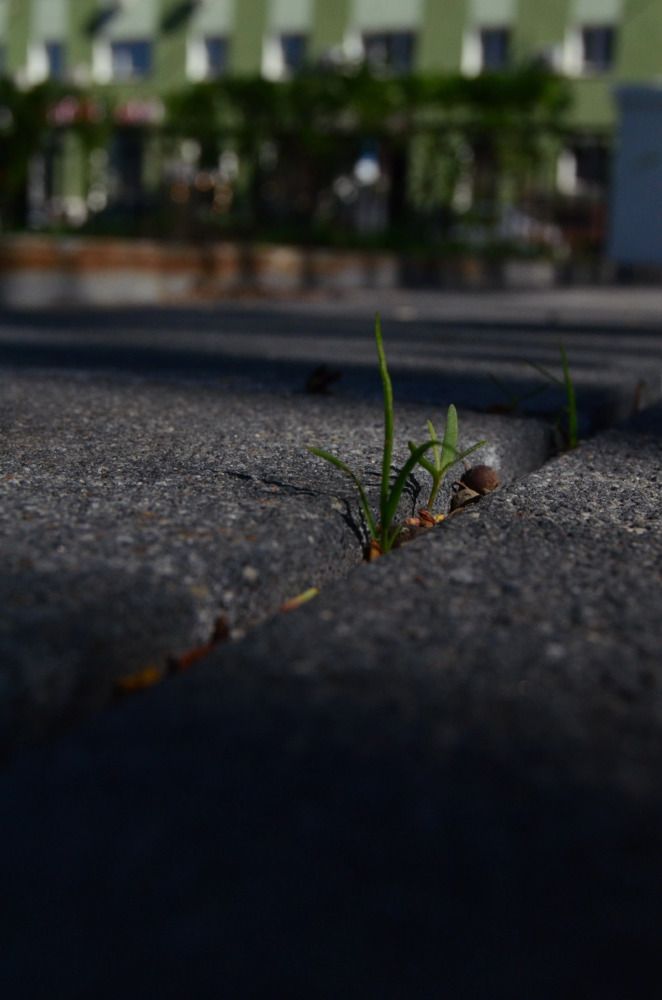 Фотография автора Антонина Клементьева