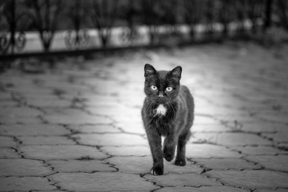 Photograph by Максим Кутсар