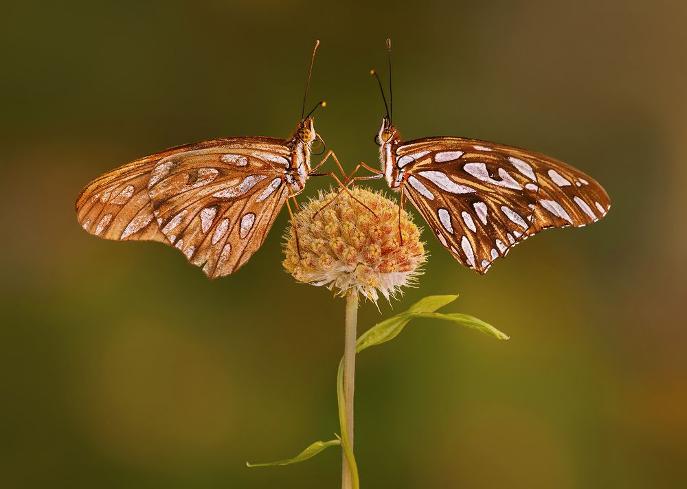 Photograph by Mario Fiorucci