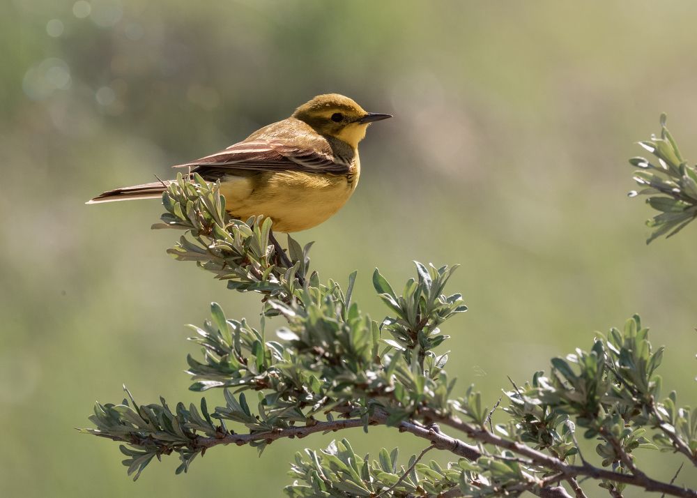Желтолобая трясогузка