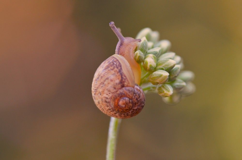 Buscando donde invernar