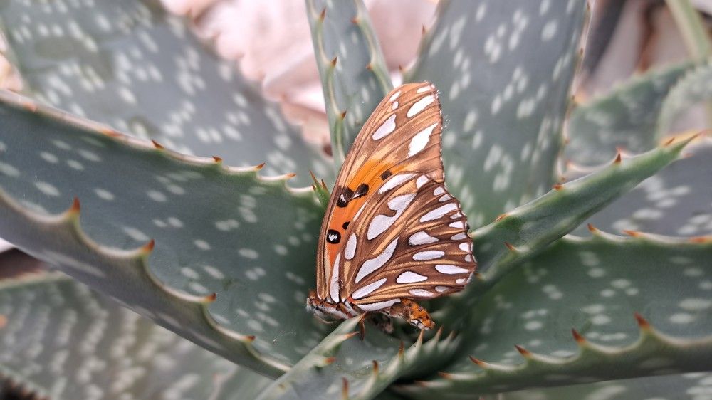 Фотография автора gustavo pecelis