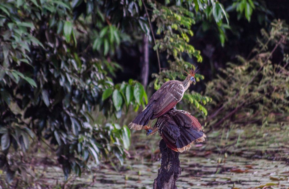 Ophisthocomus hoazin - Cigana in the Brazilian Amazon