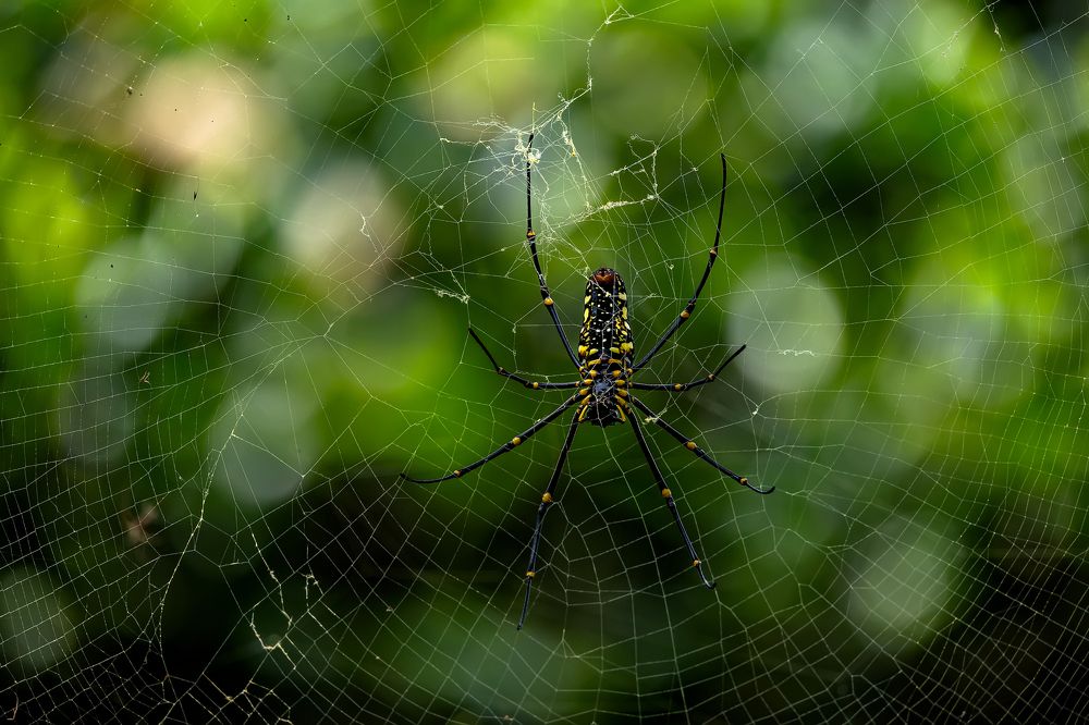 Photograph by k Ravi Reju