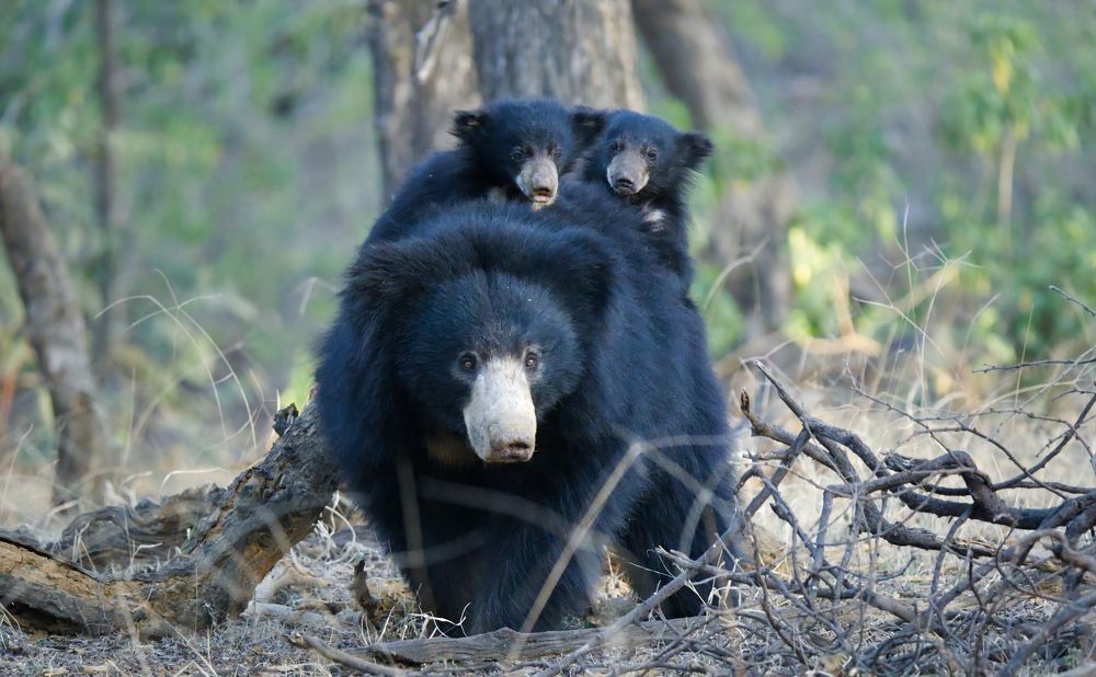 Фотография автора Kanwarjot Singh