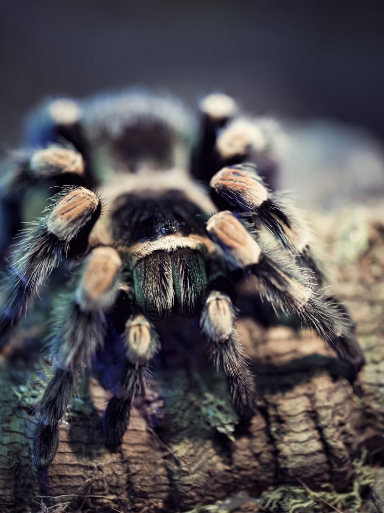 Photograph by Алексей Петров