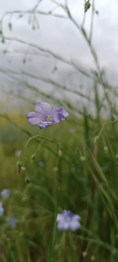 Полевые цветы