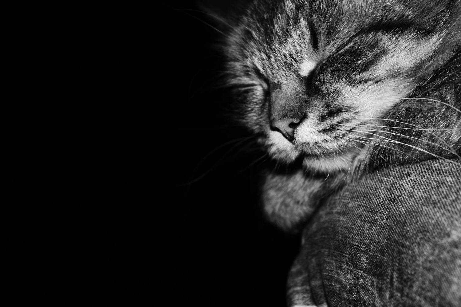 Photo #10588596
