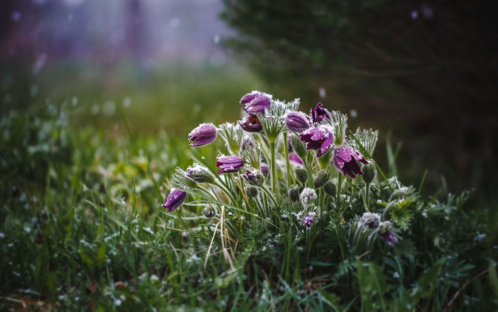 Майские сюрпризы...