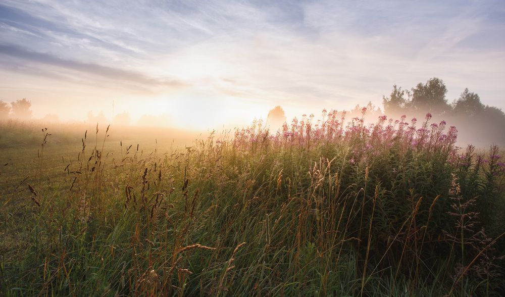 Зацветает иван-чай...