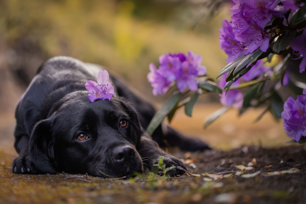 Photograph by Shanna van Mens