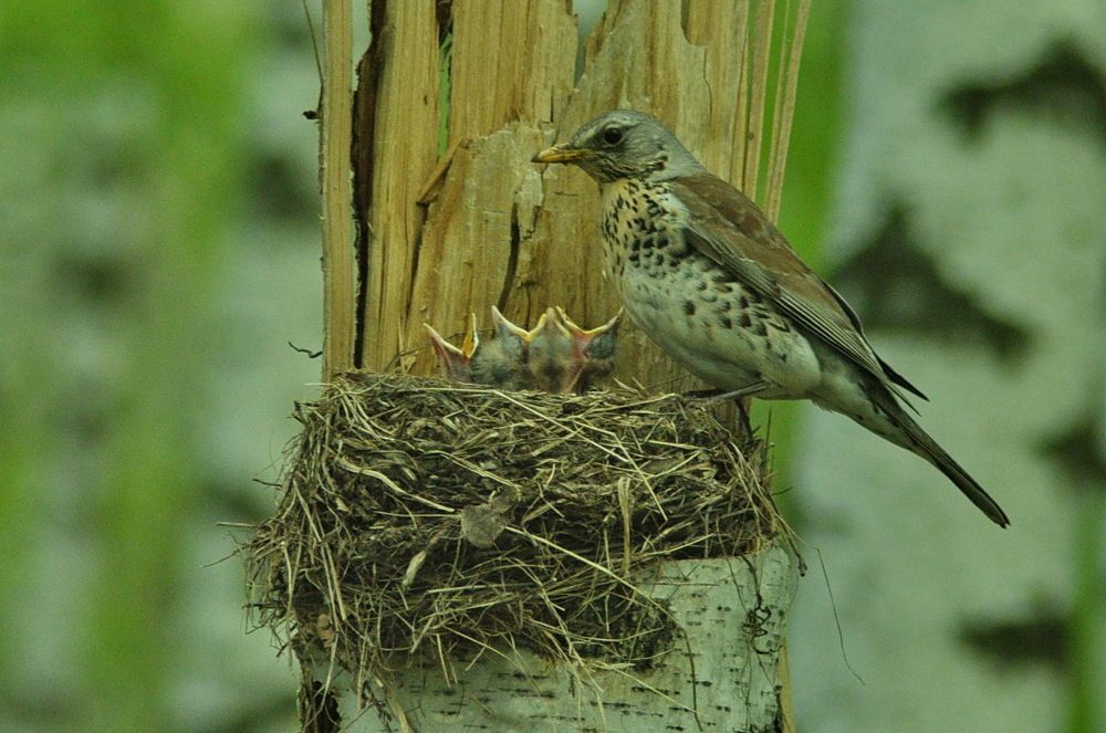 Photograph by Николай Леухин
