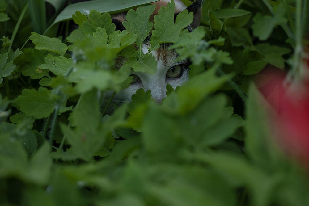 Фотография автора Alena Makushina