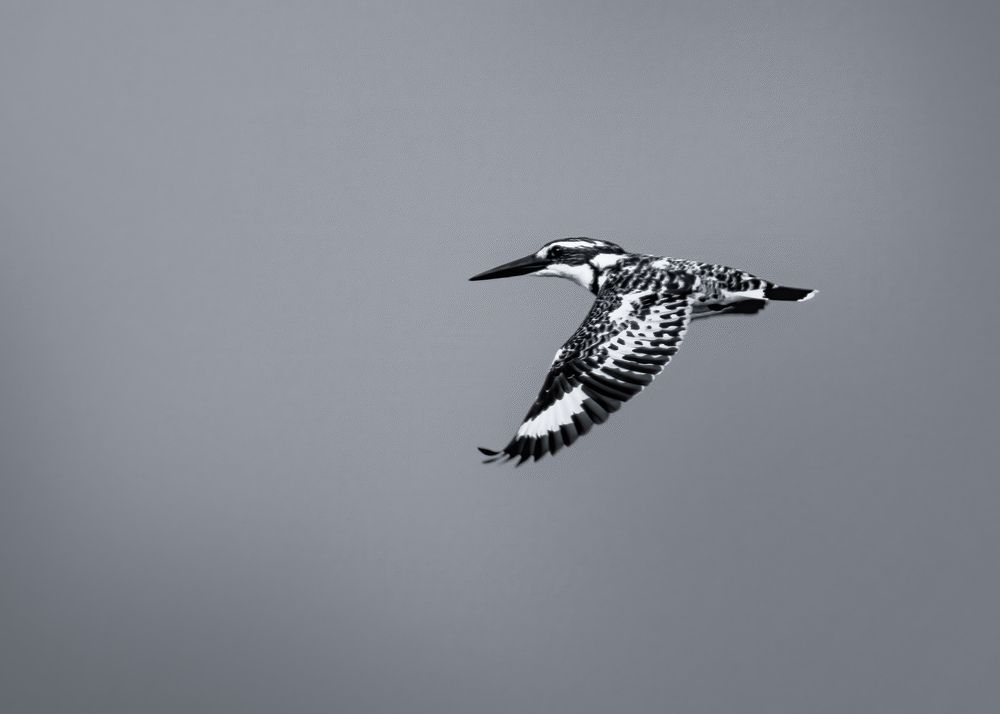 Photograph by Aritro Bose