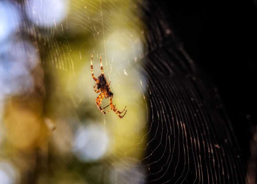 Photograph by Сергей Дишук